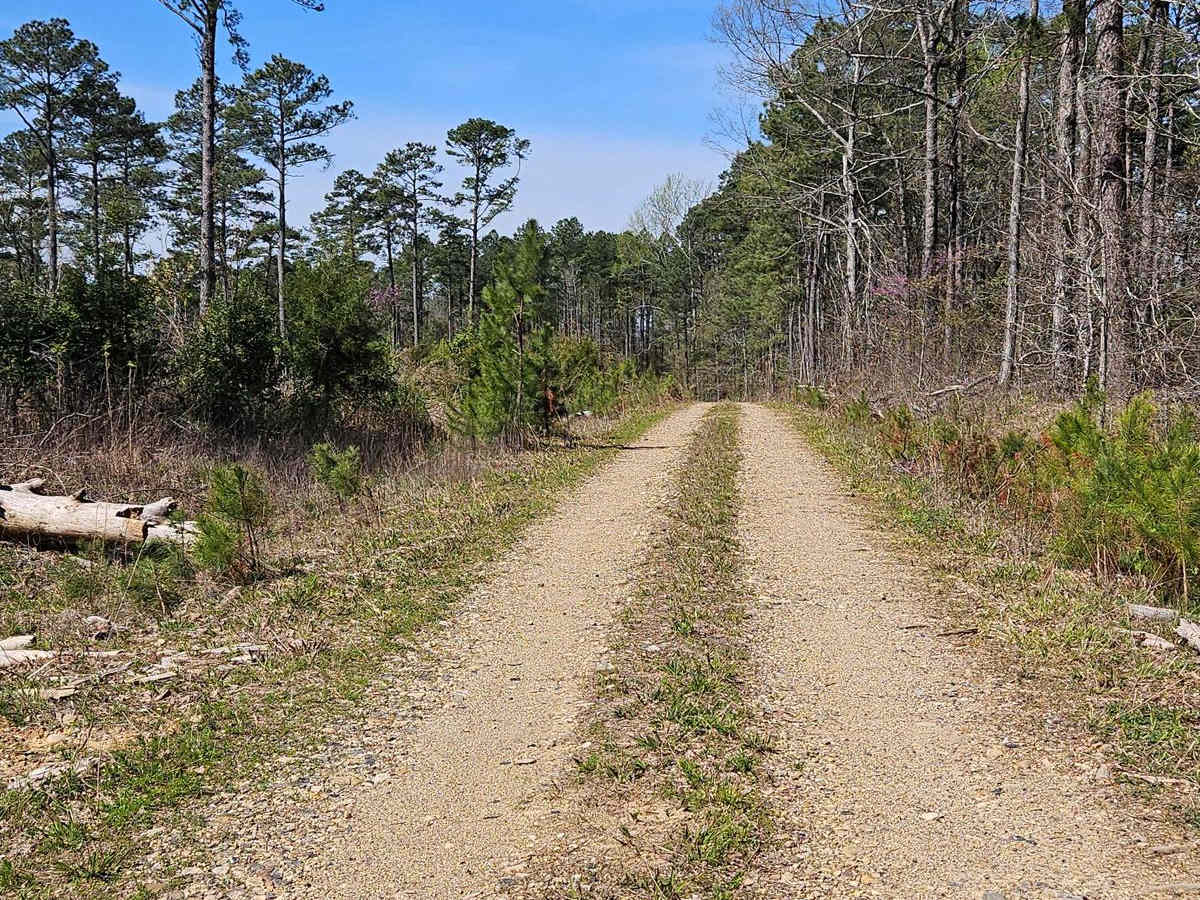 Drew Ridge trail photo