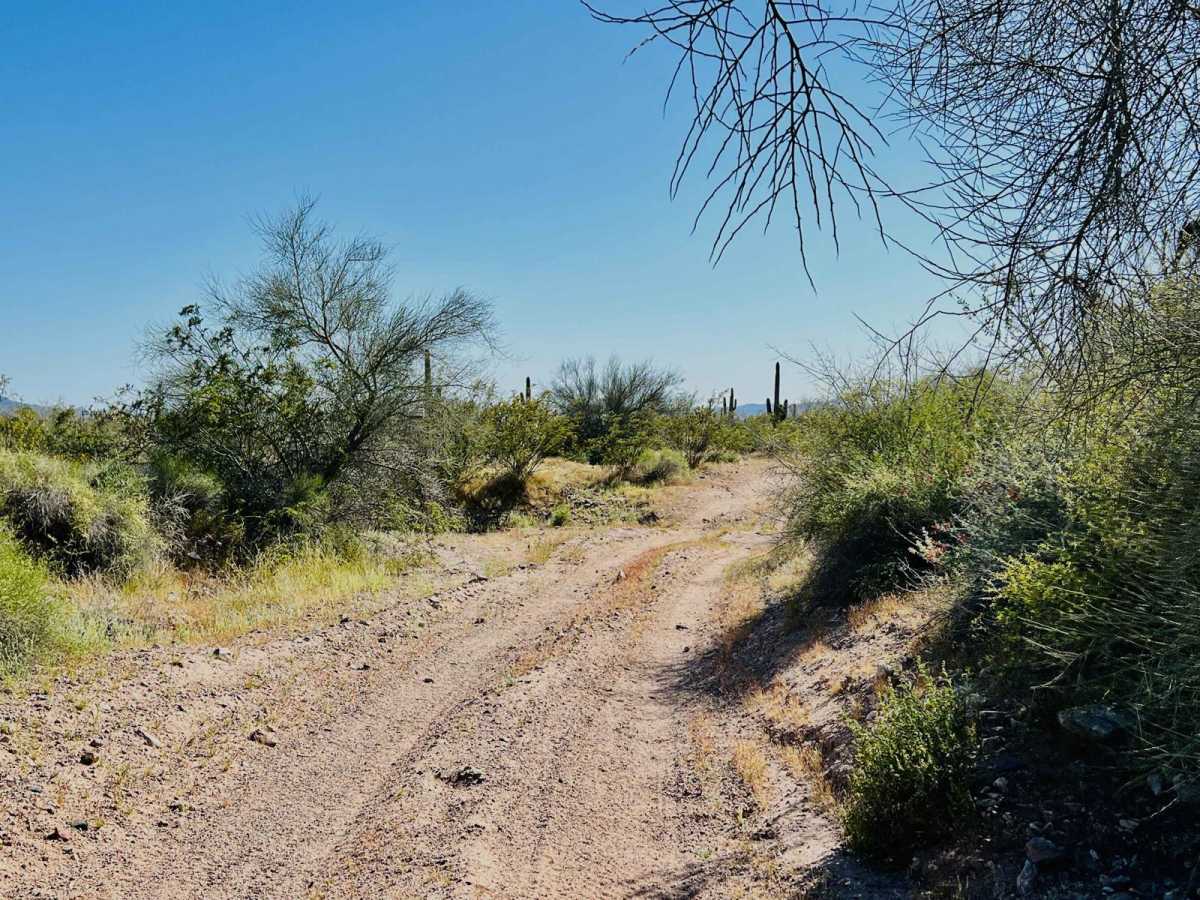 BLM 9088 photo 6