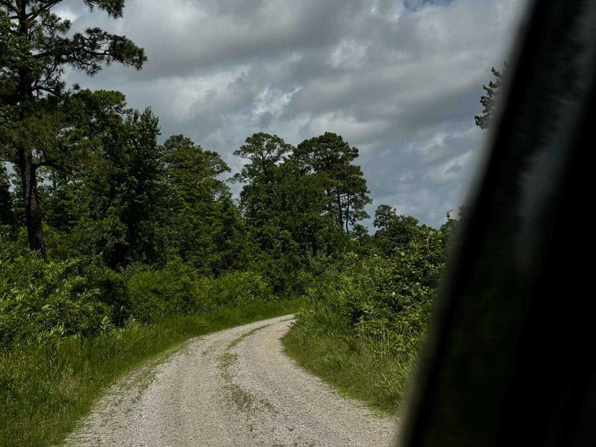 Western Road Pocosin National Wildlife Refuge photo 3