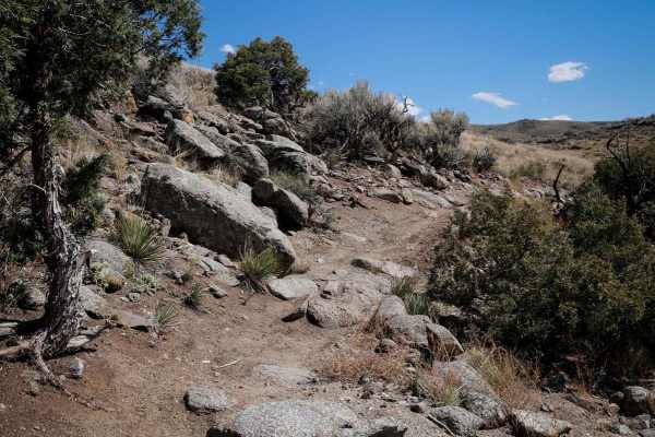 Coyote Den