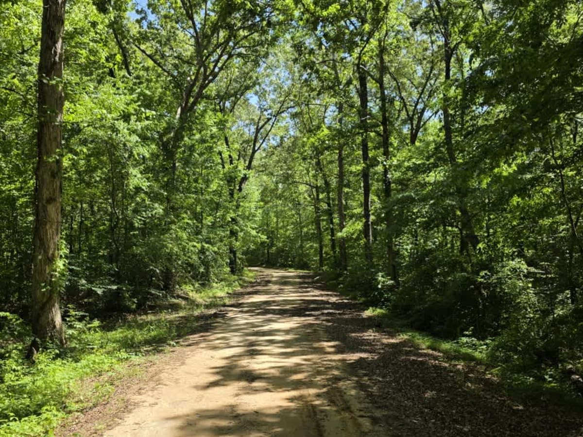 Cub Lake Trail photo 6