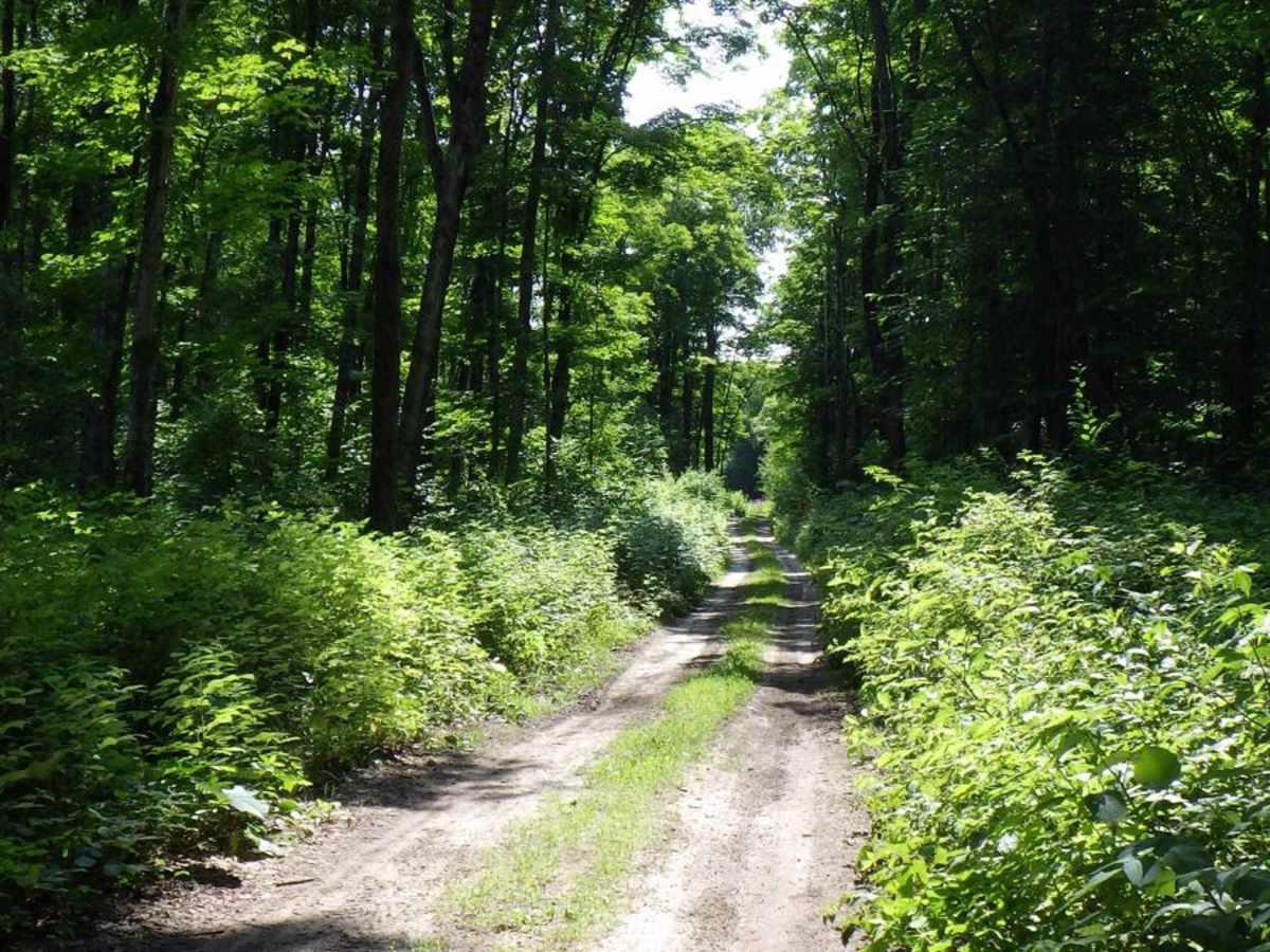 East Sawmill Route trail photo