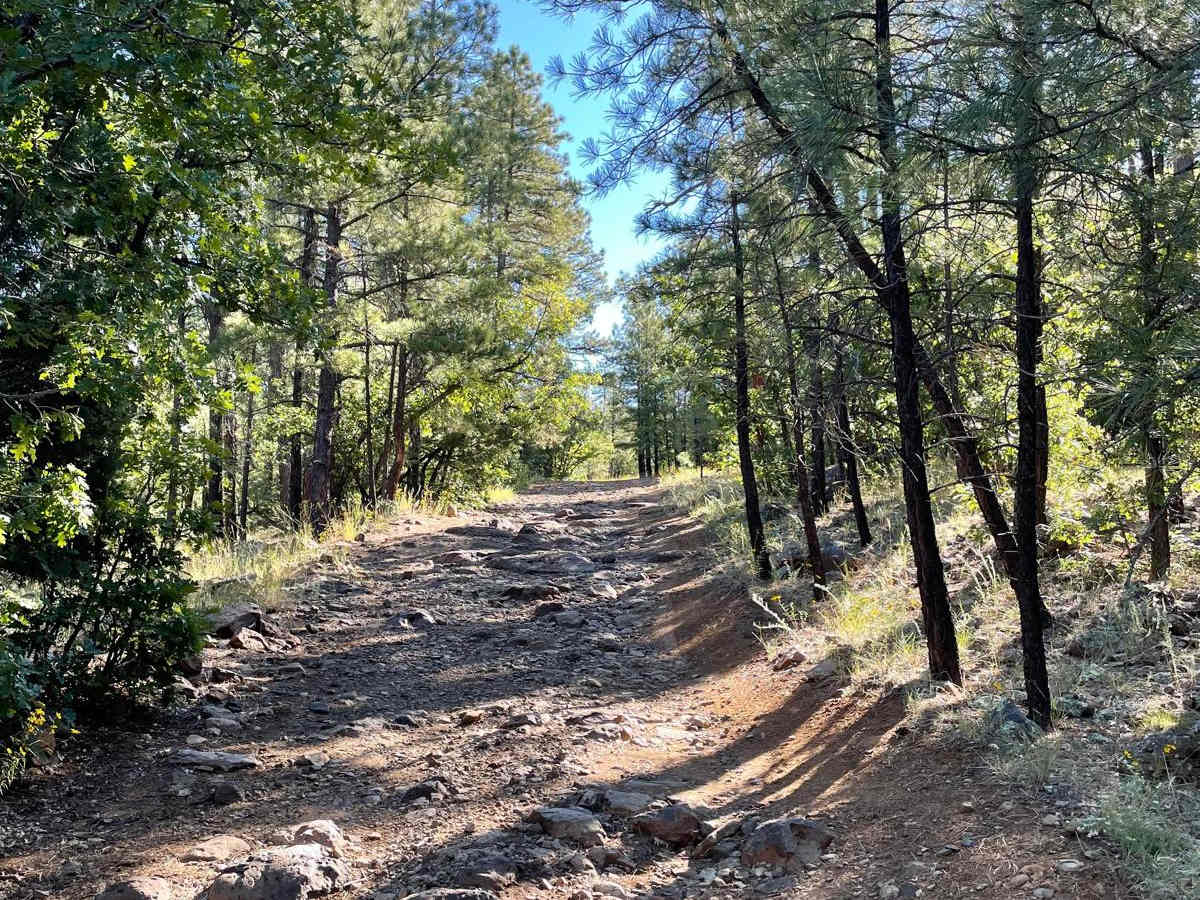 FS 229E trail photo