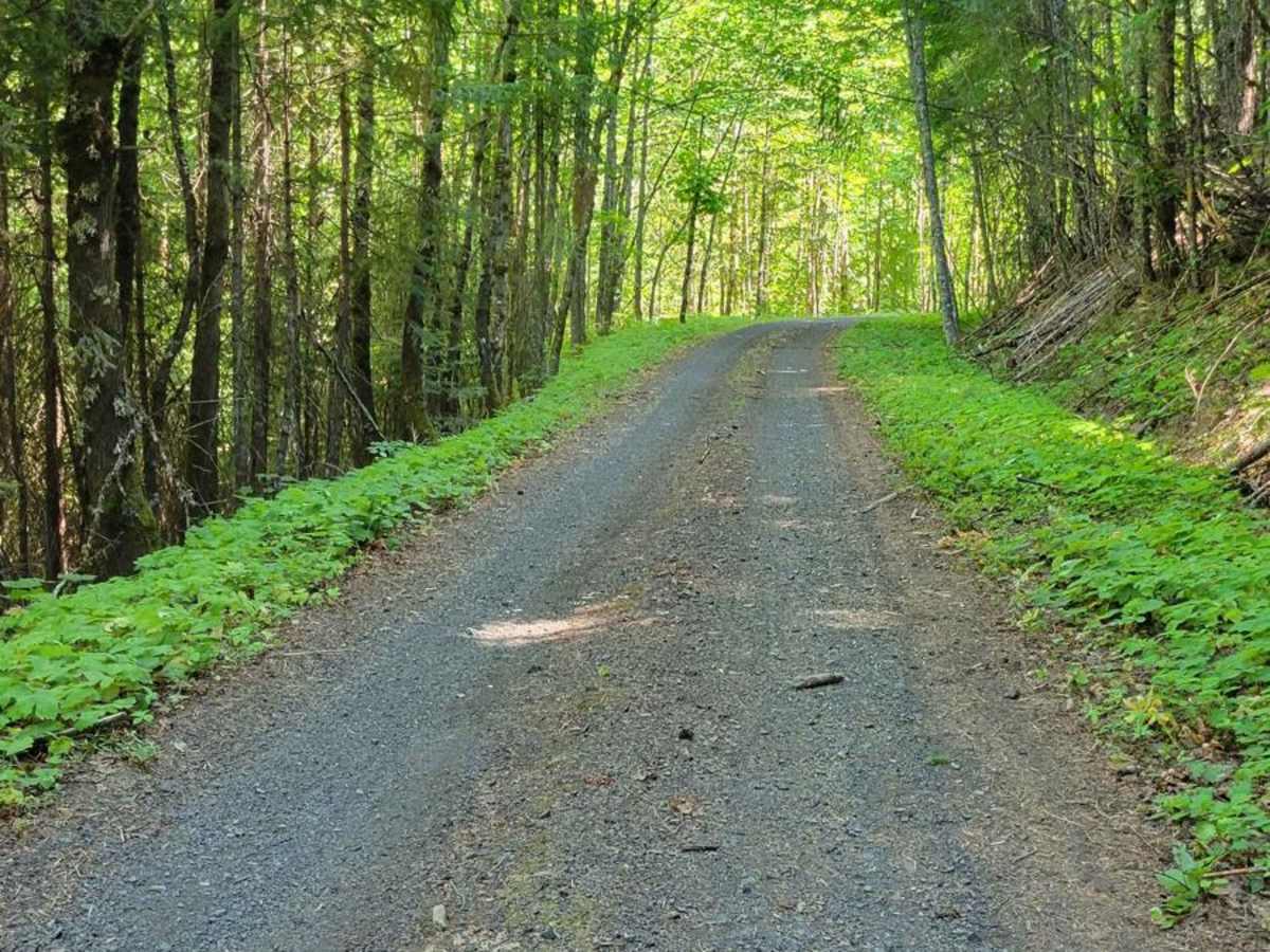 FR 1840 - N Holmes Creek trail photo