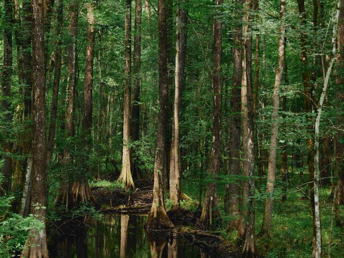 Francis Marion Forest - FSR 151 photo 5