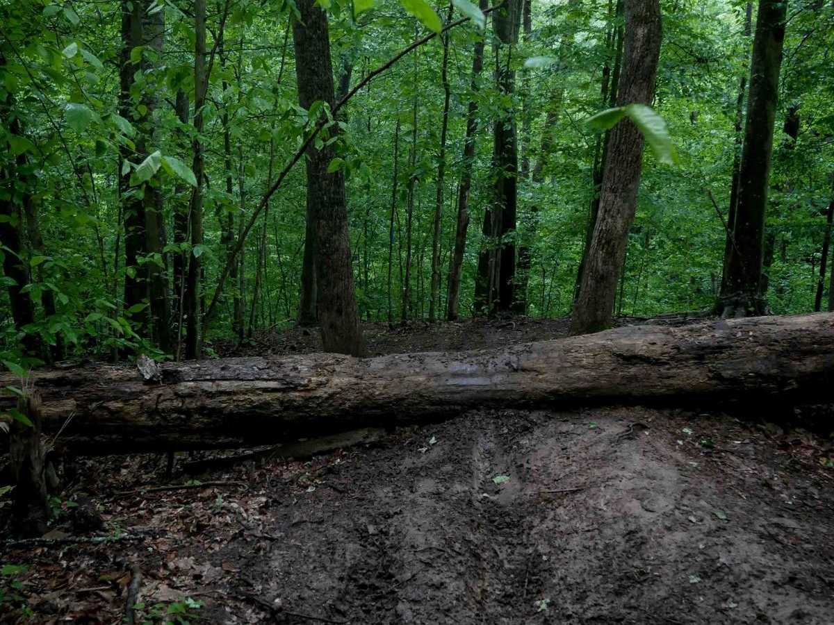 T67 trail photo