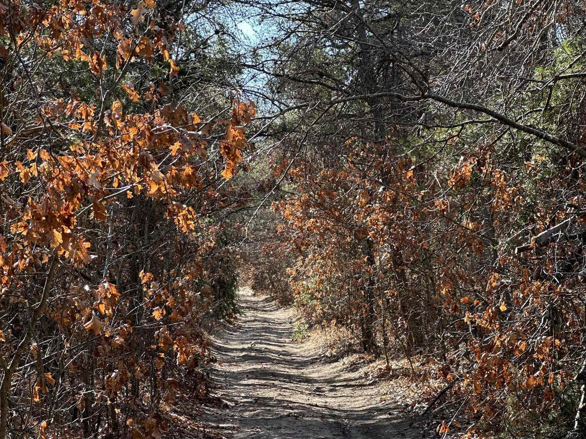 Pine Road photo 3