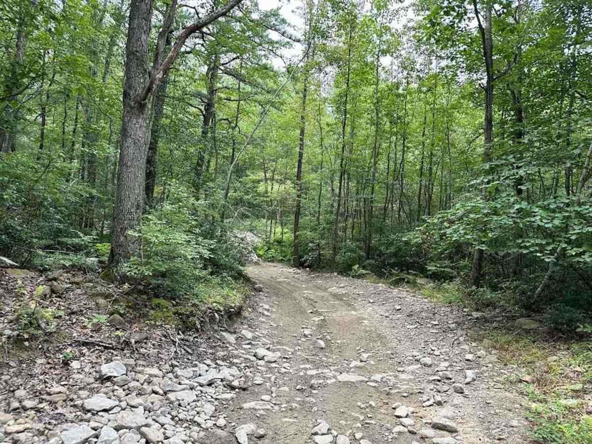 20 Green - A trail photo