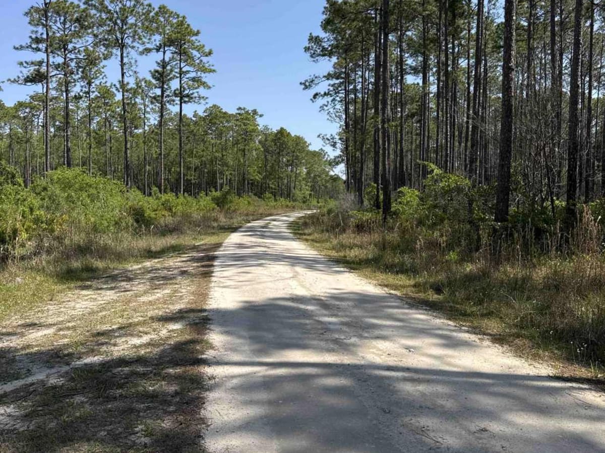 McCloskey-Still - Osceola NF 236 photo 5