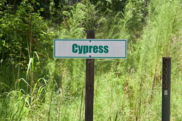Cypress Swamp Trail