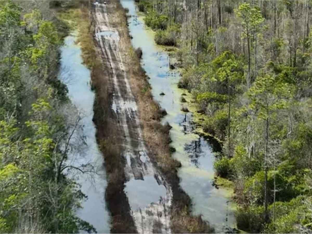 Osceola National Forest - Swamp Thing trail photo