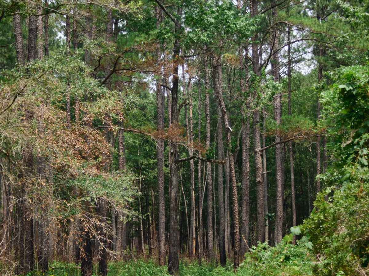 Santee Bluff - FSR 150 photo 3