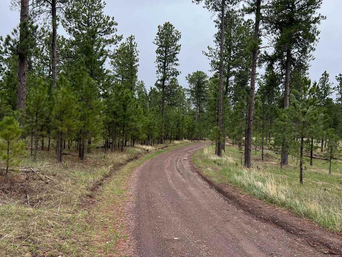 Boodleman Forest Road trail photo