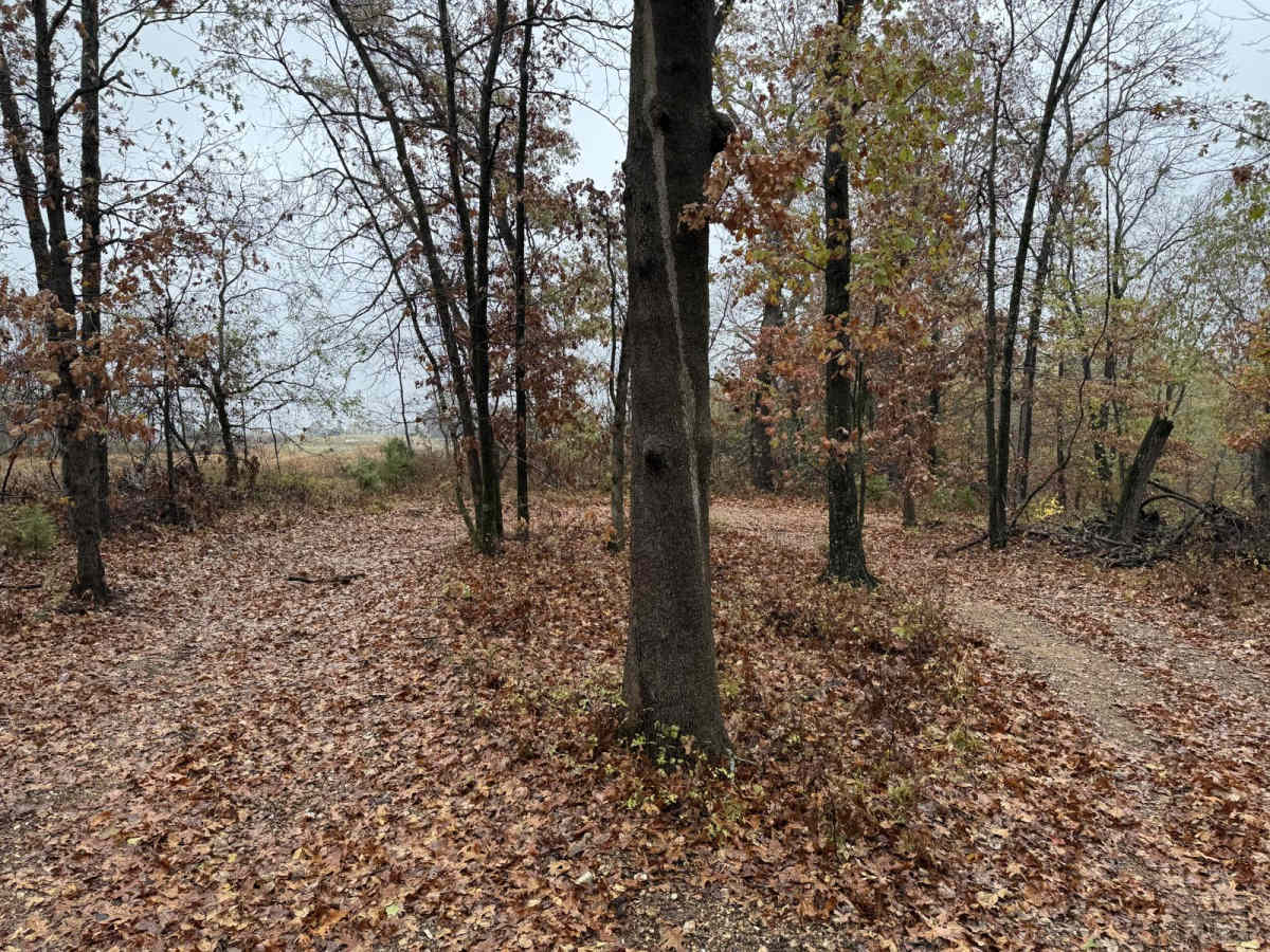 Red 100 trail photo
