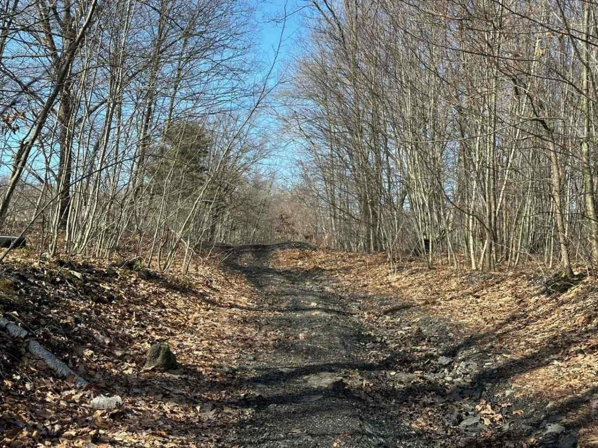 Locust Gap 38 photo 6