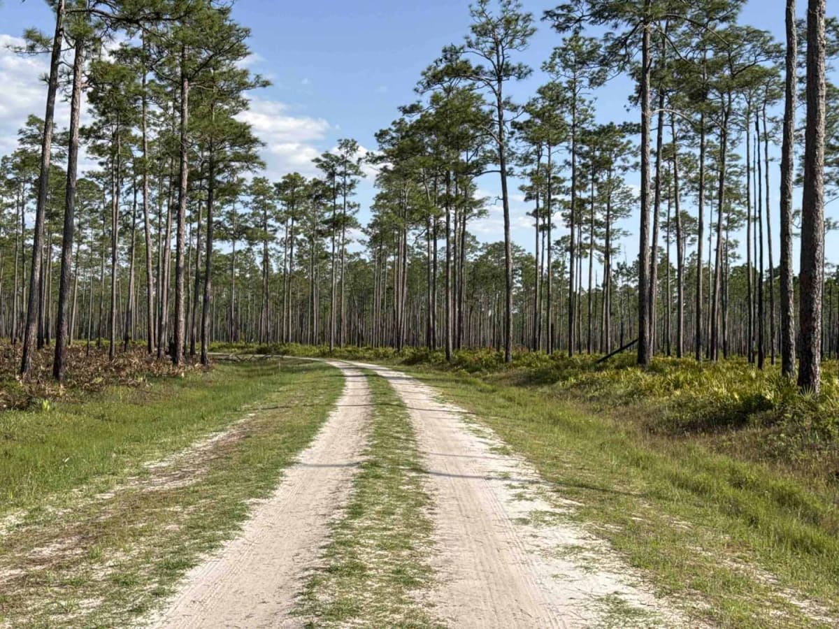 Mount Carrie - Osceola NF 234 photo 4