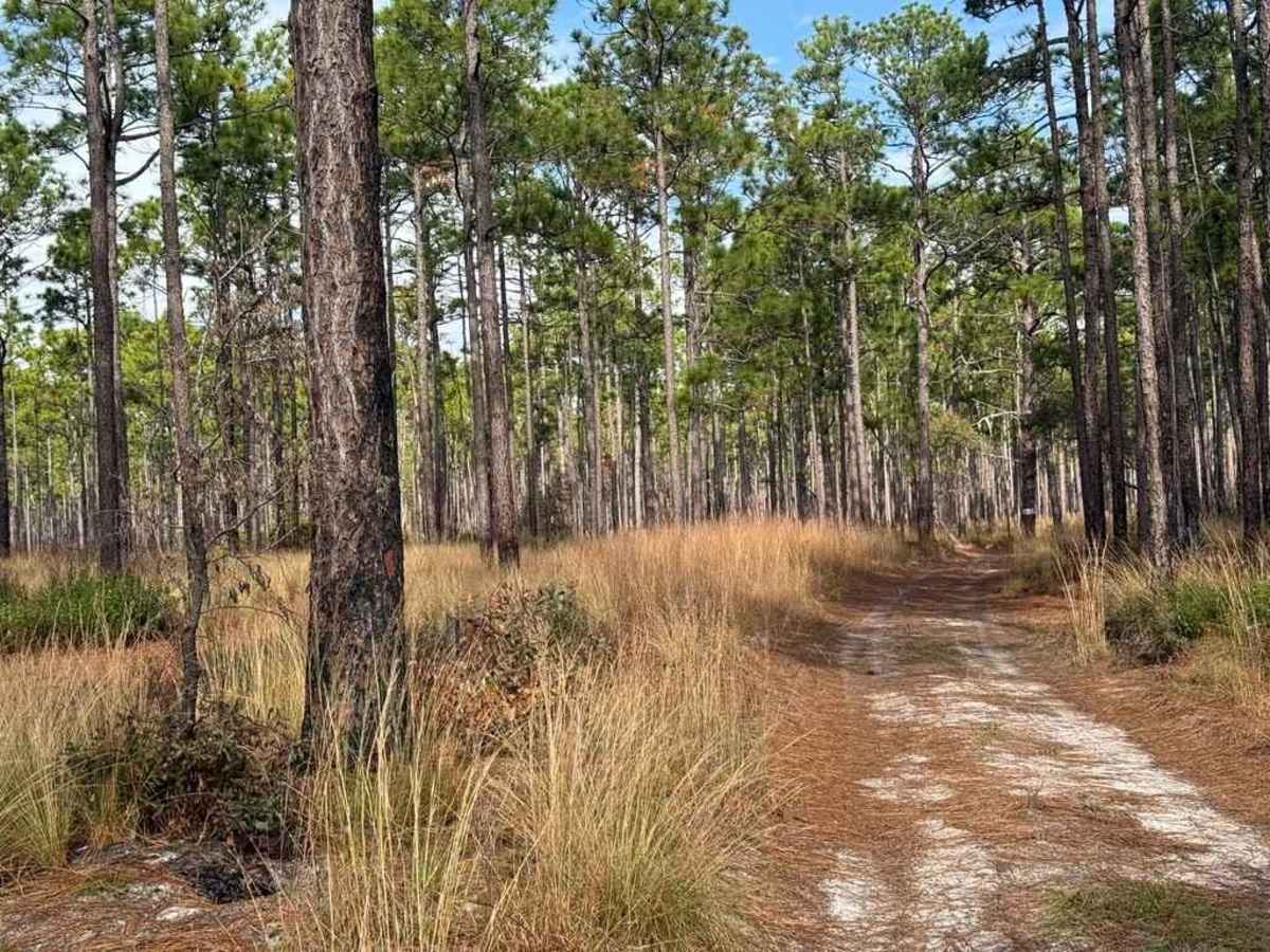 Pettiford Creek Trail 3 photo 4