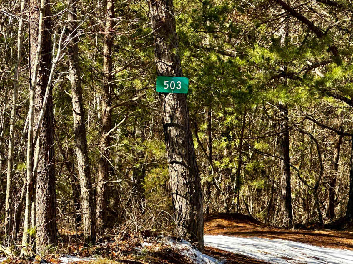 503 trail photo