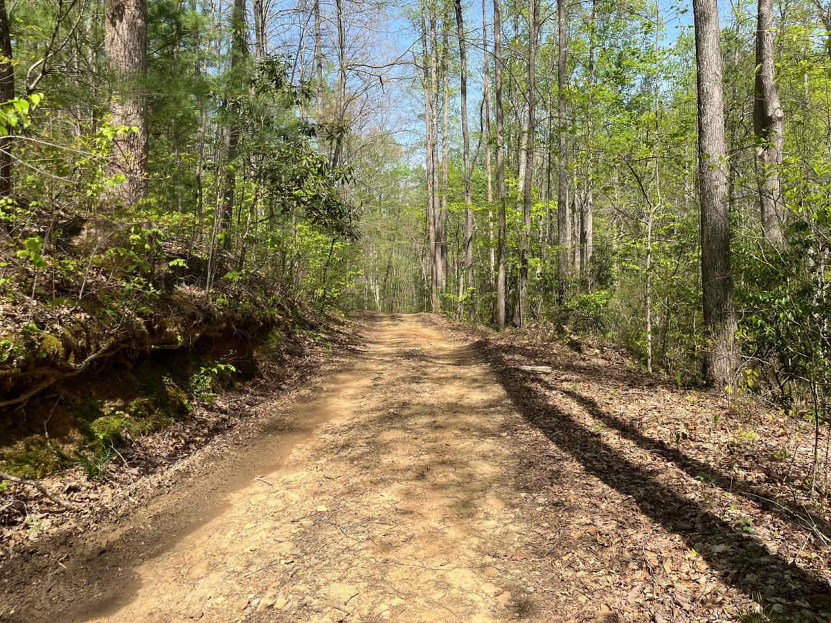 Nicholson Gap trail photo