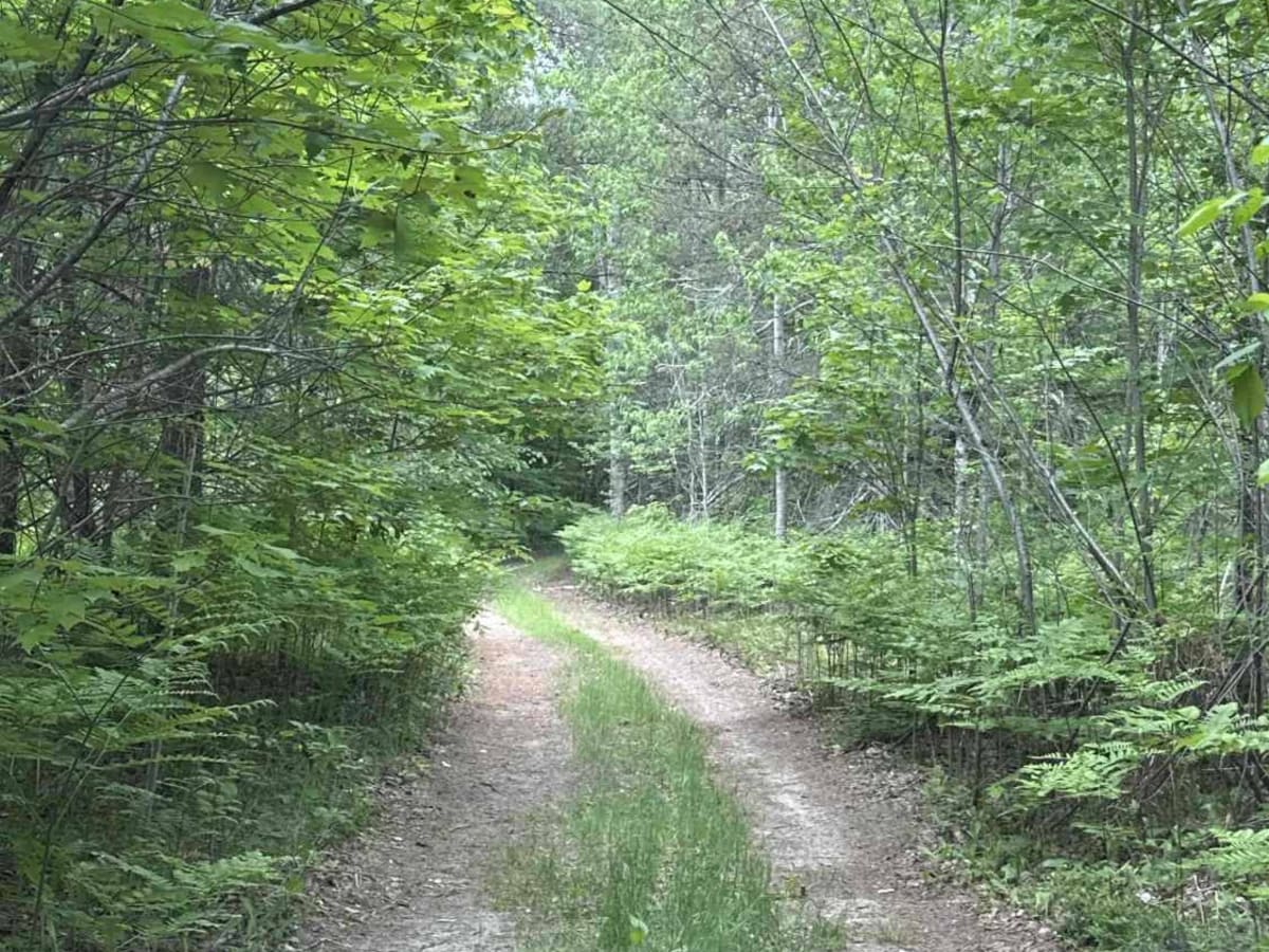Trout lake 2-Track photo 3