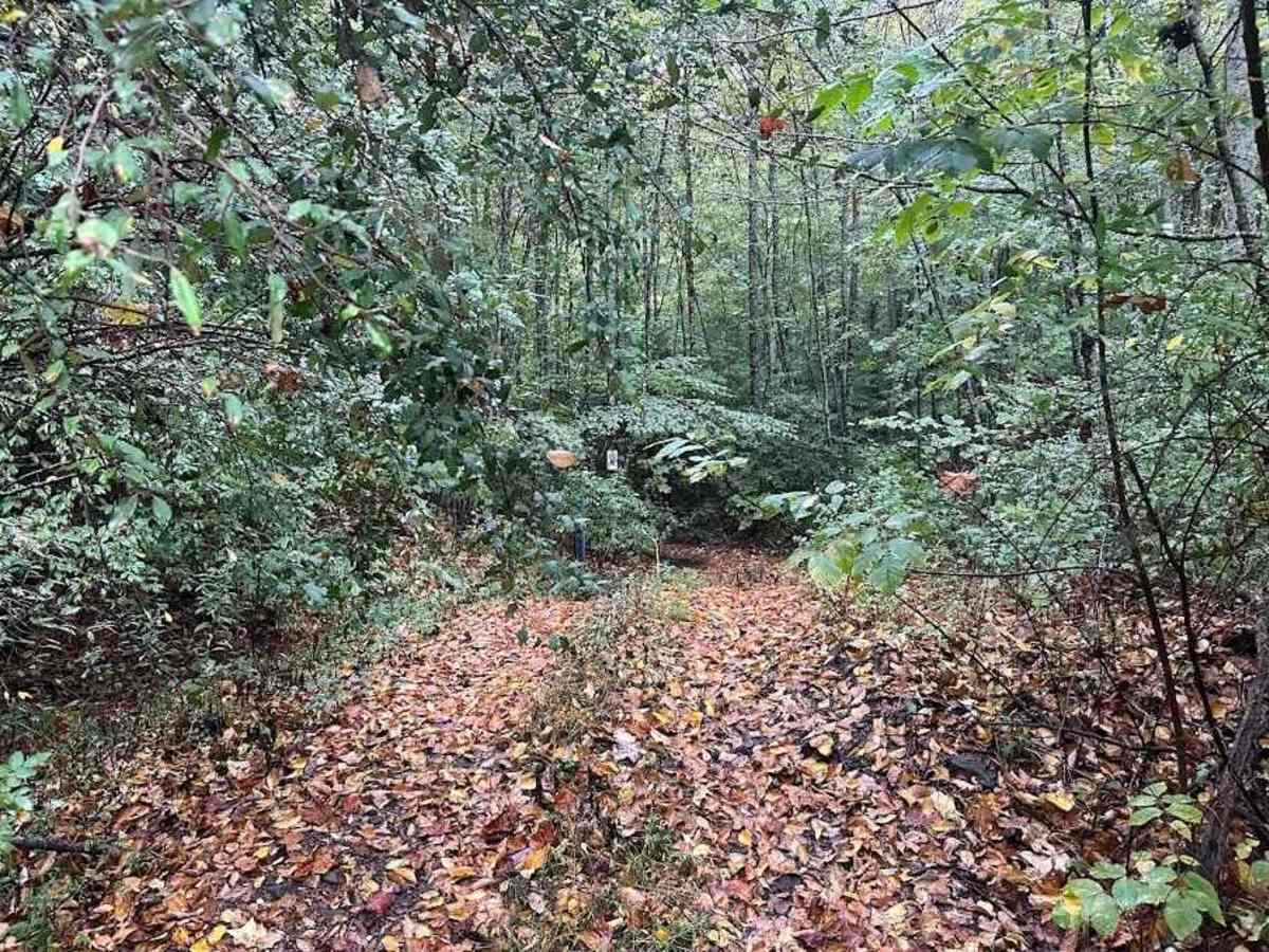 W2 Green trail photo
