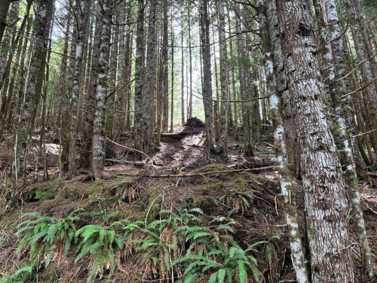 Firebreak 3 East photo 4