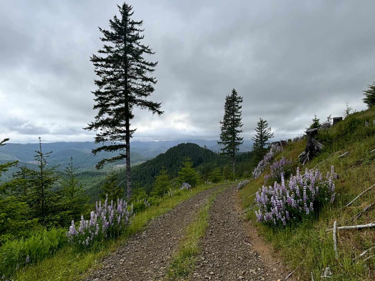 Murphy Guard Station Loop trail photo
