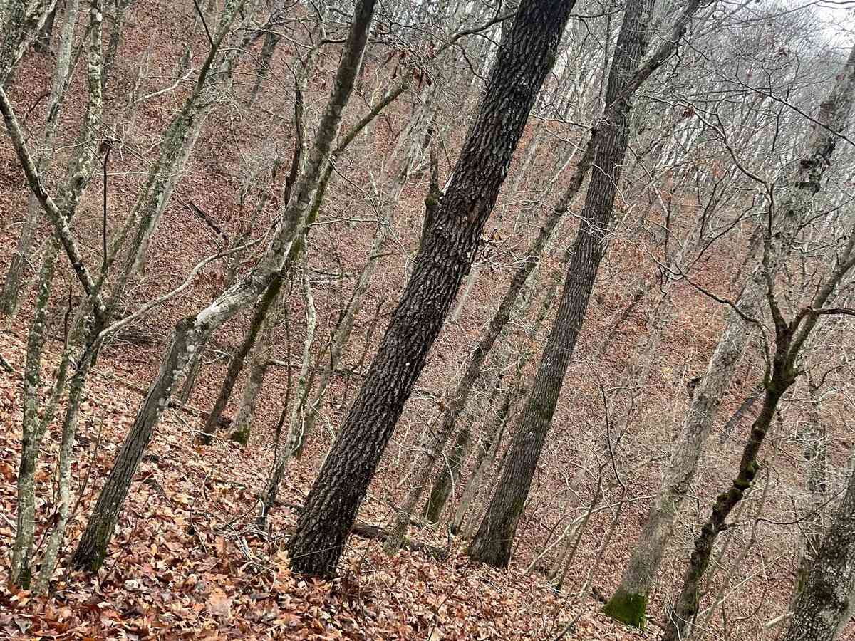 FR 1182 photo 3