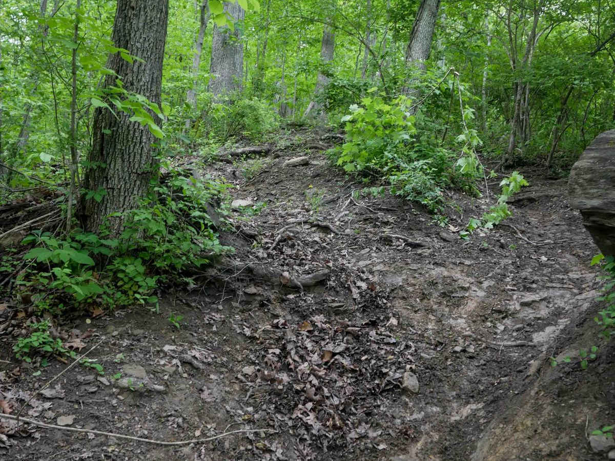 BM 194 trail photo