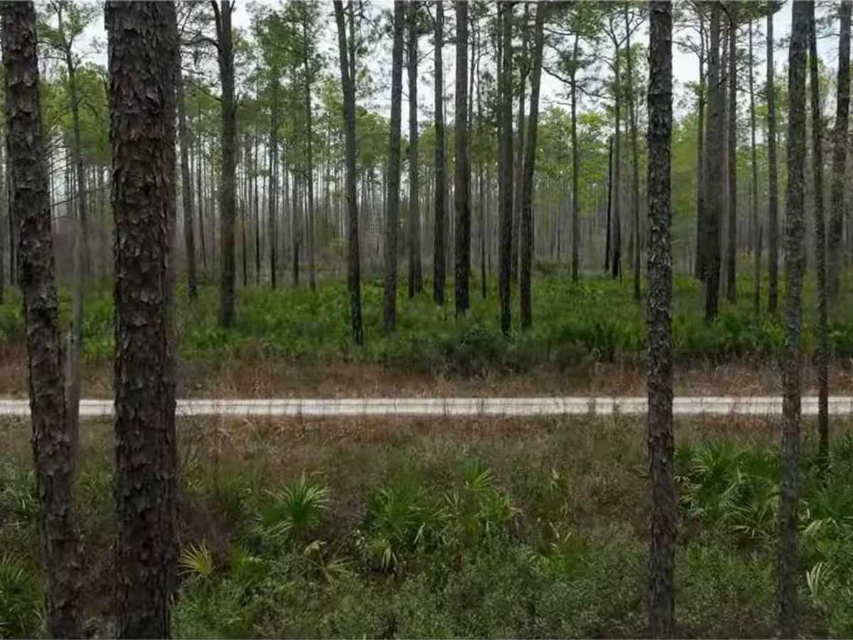 Osceola National Forest - Swamp Thing photo 3