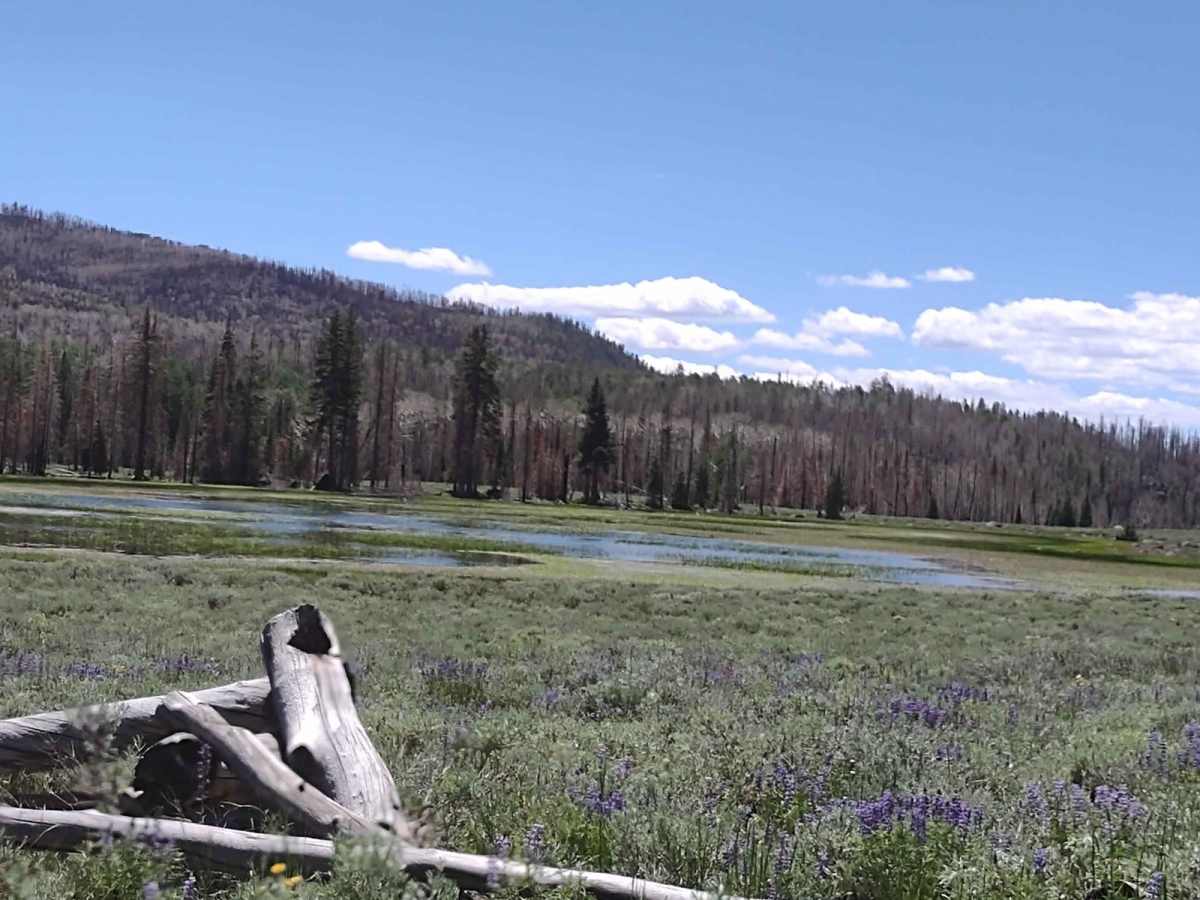 Annabella Reservoir/Deep Lake - FS 40080 photo 6