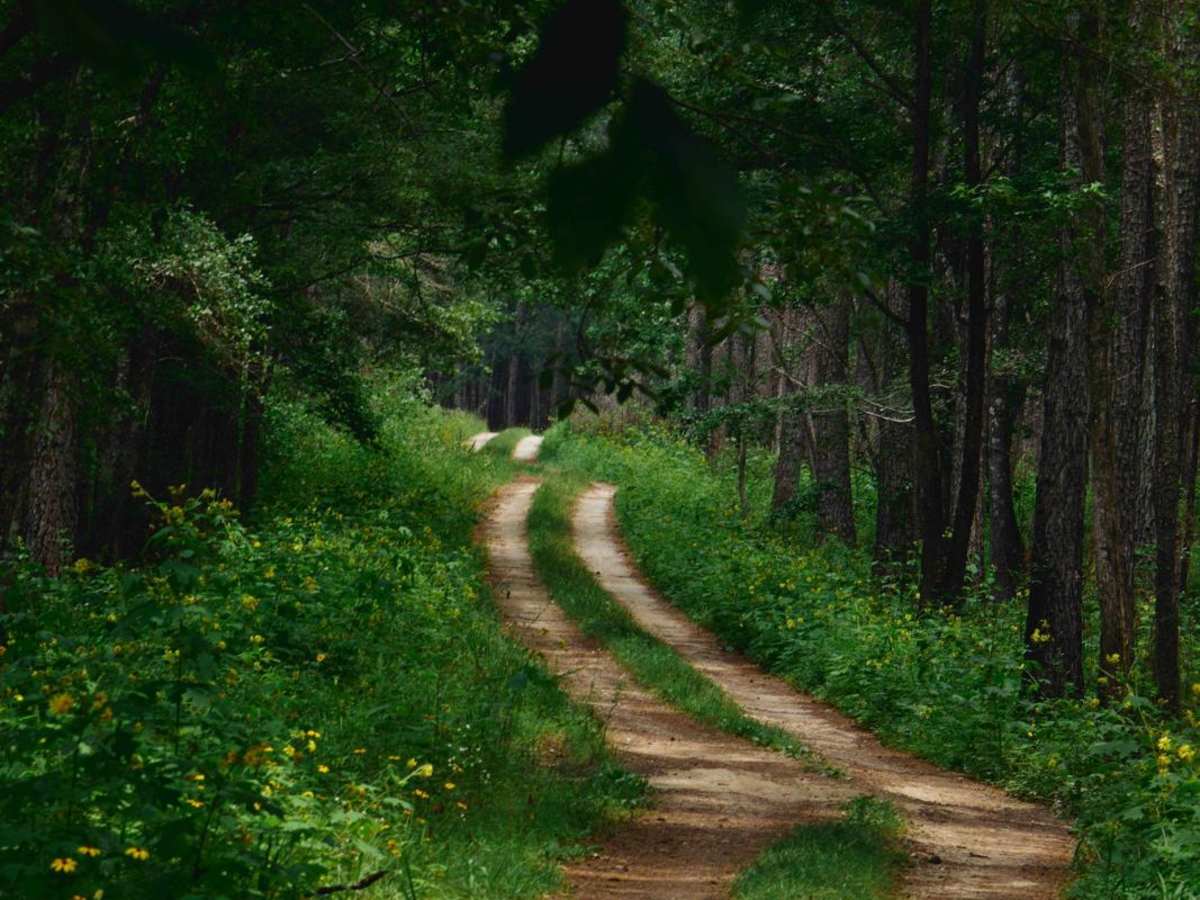 Francis Marion Forest - FSR 151 photo 2