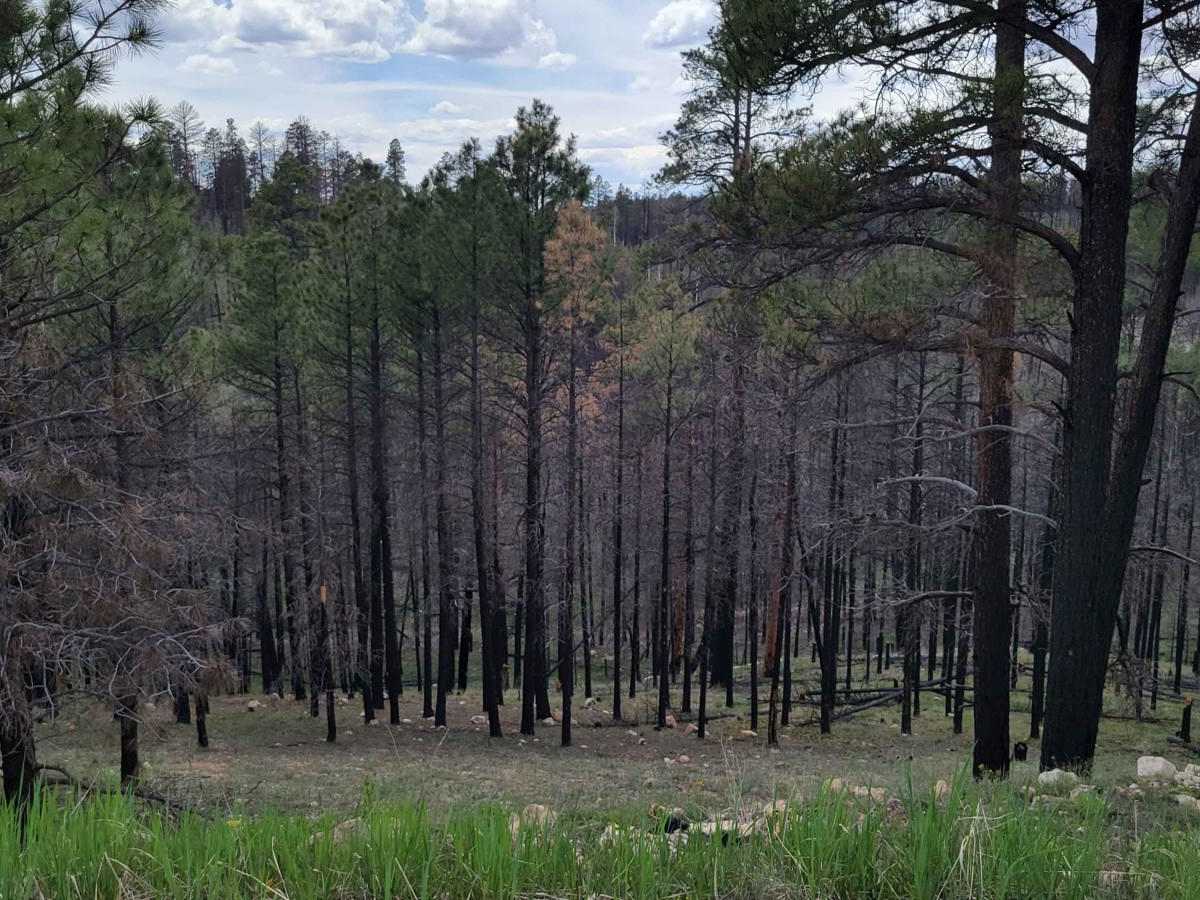 NF-282 - Jacob Lake photo 6