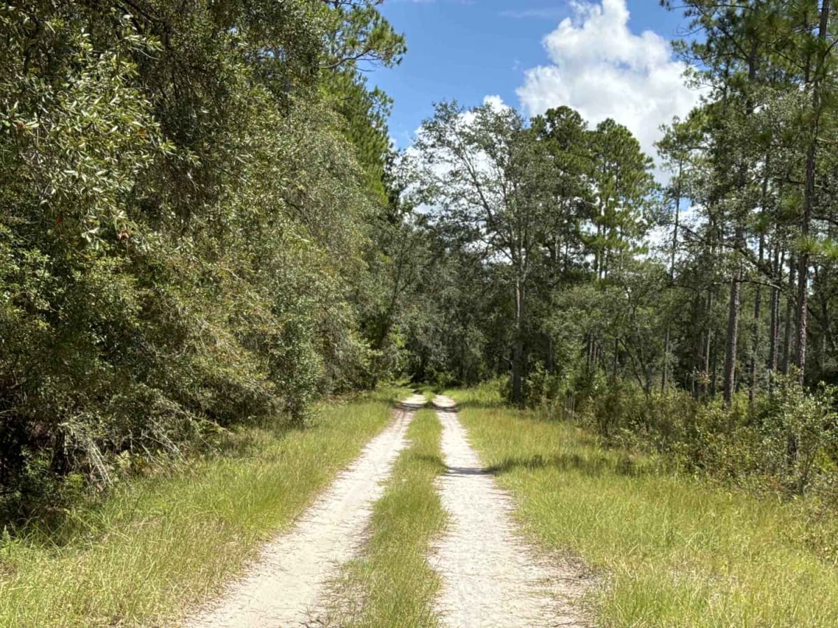 Little Shoals Trail photo 4