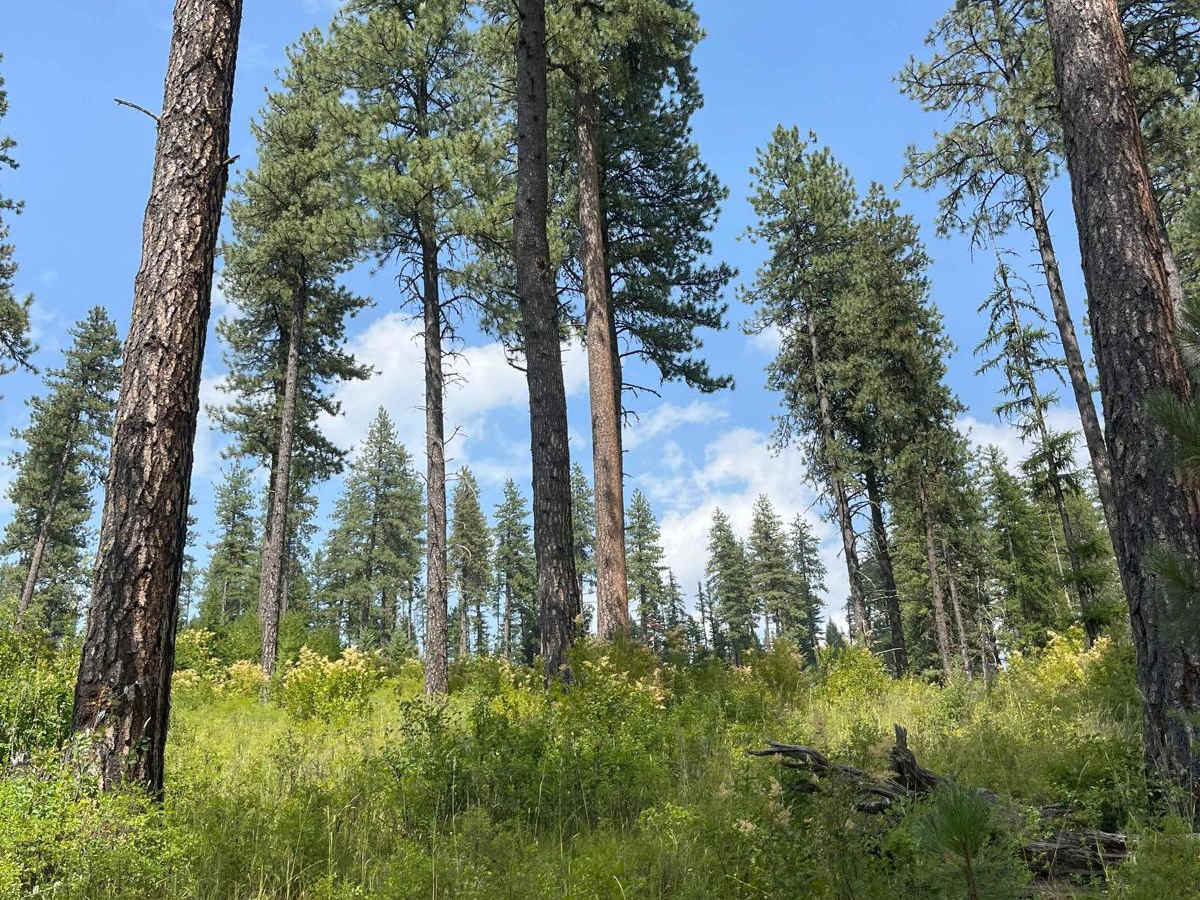 OHV Trail 8234 photo 3