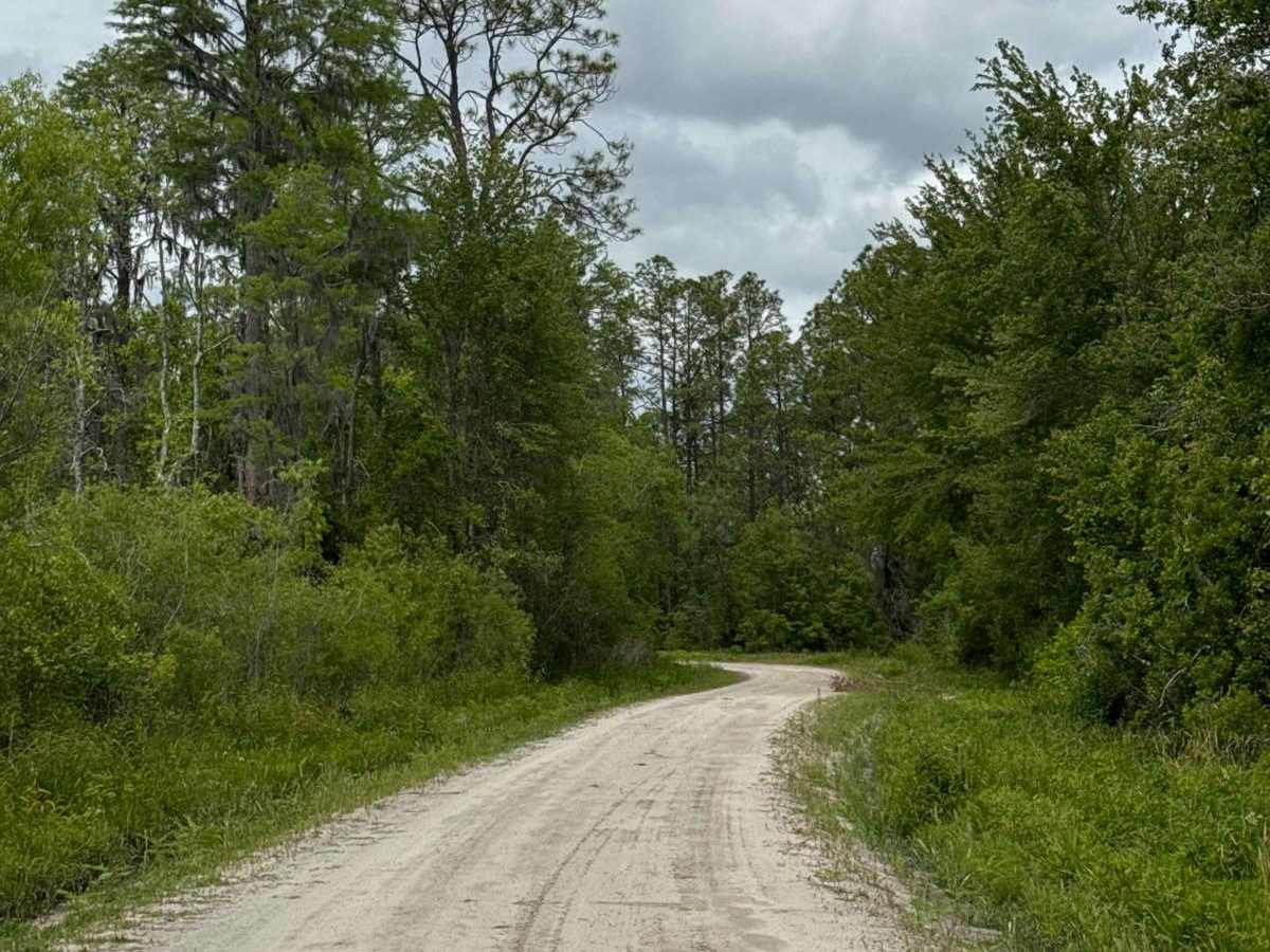North East Needmore Road - Osceola NF photo 5