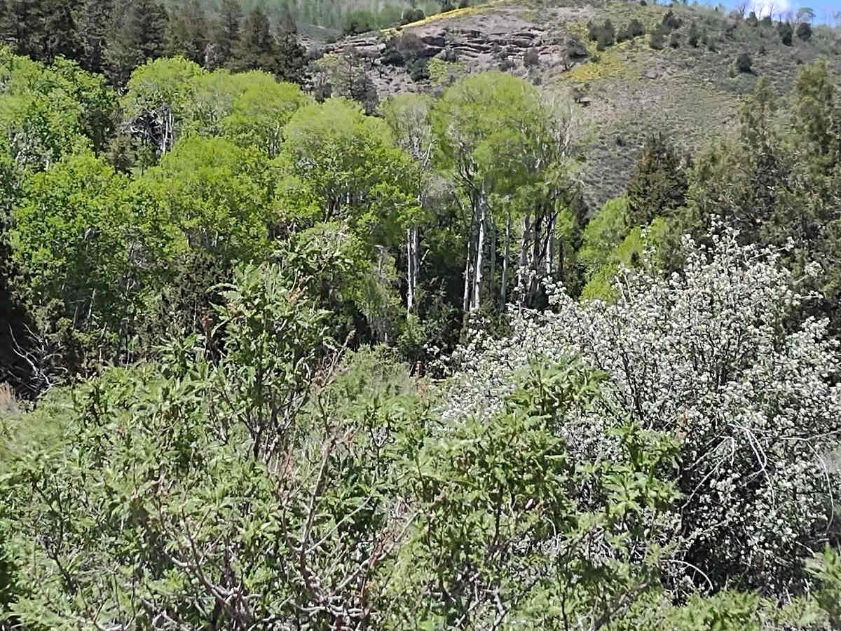 Pole Canyon Road photo 4