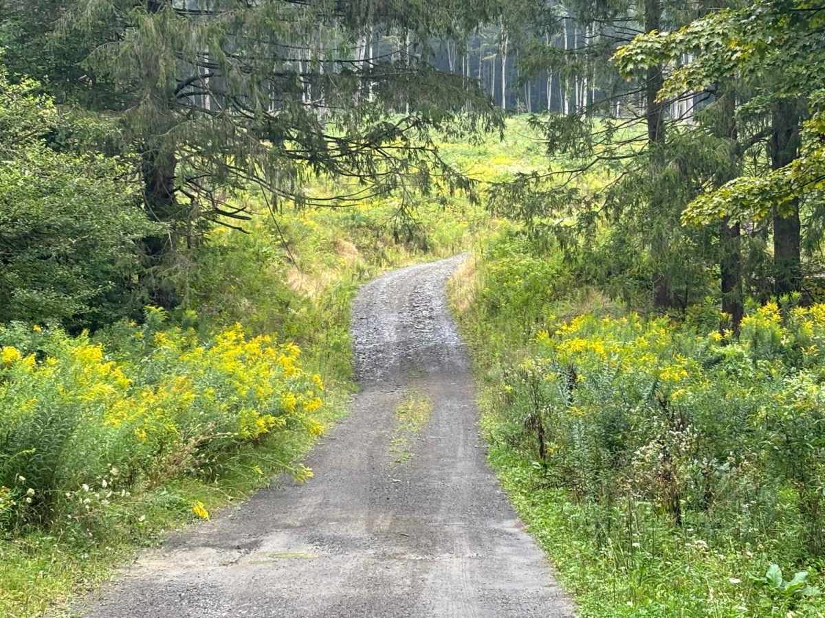 Morgan Hill photo 6