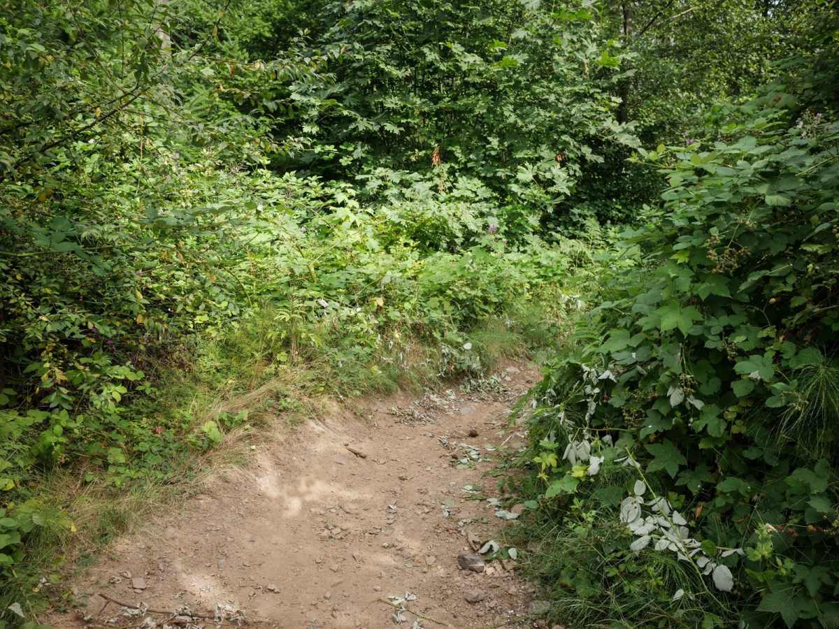 Muddled Meanderings photo 4