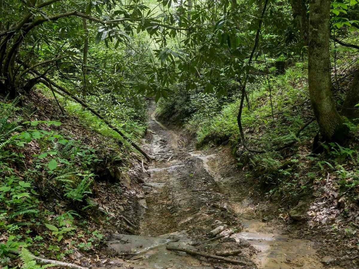 OP 39 trail photo