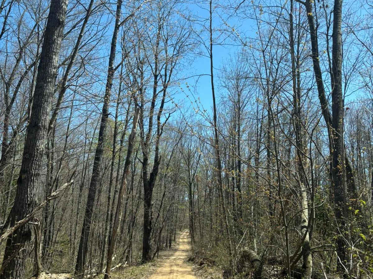 Forest Road 2259 photo 3