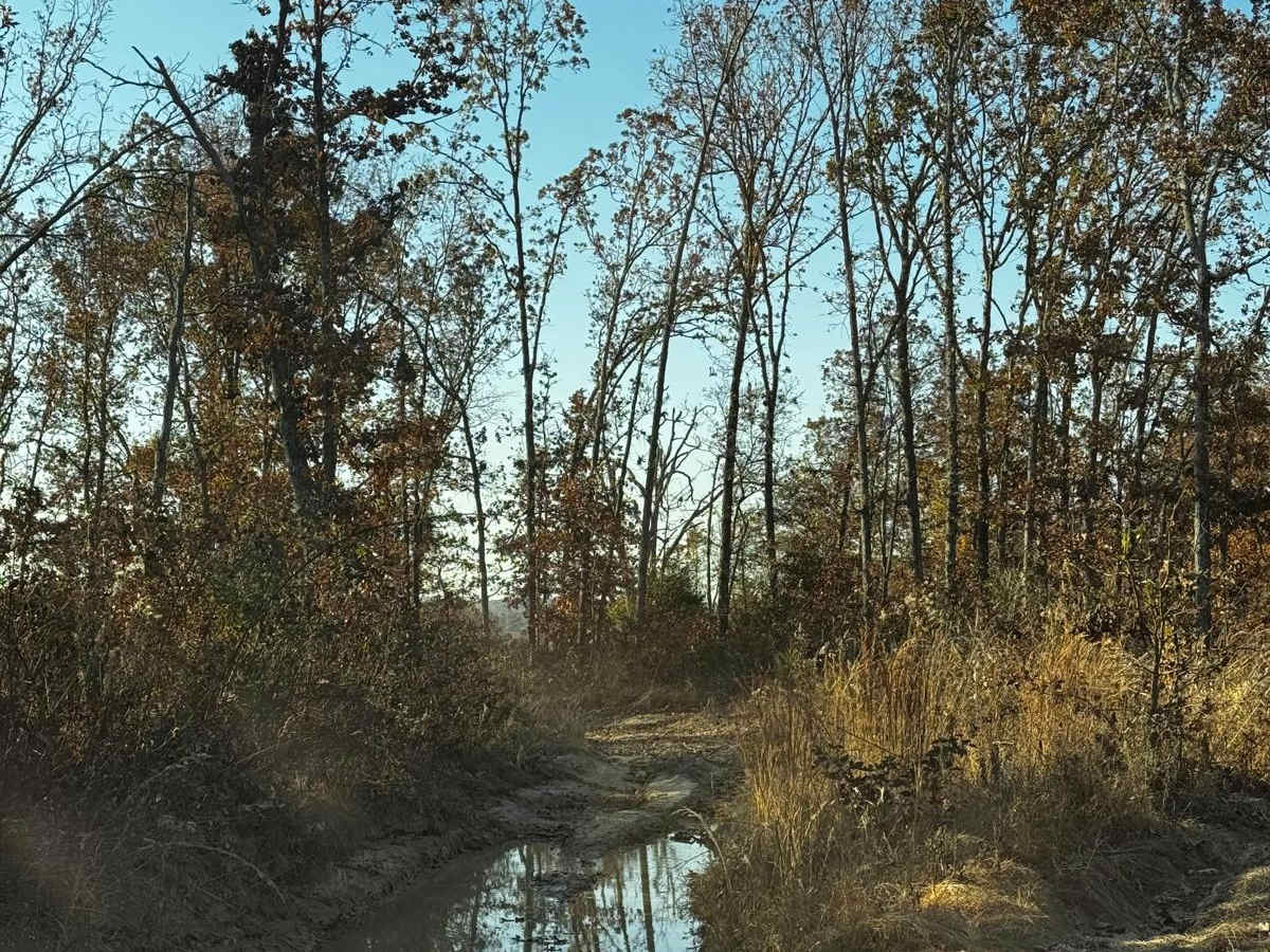 Loggers Trail / Heavens Stairs Connection photo 4