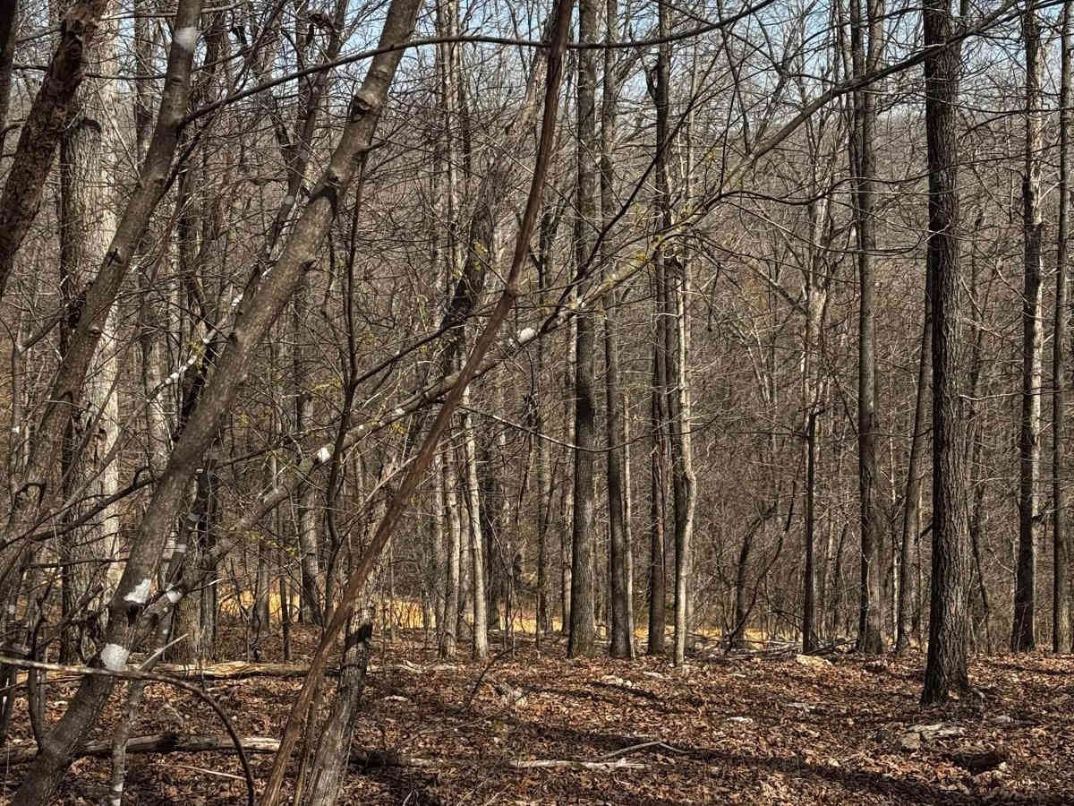 Hillside Track 3 photo 2