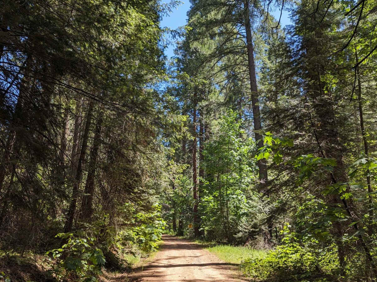 Old Yosemite Coulterville Road photo 5