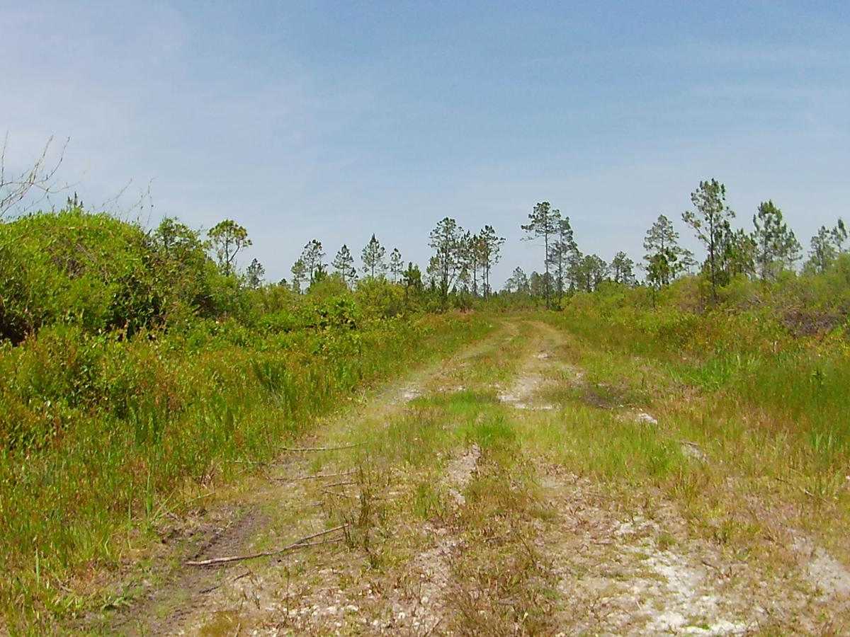Snake Road trail photo