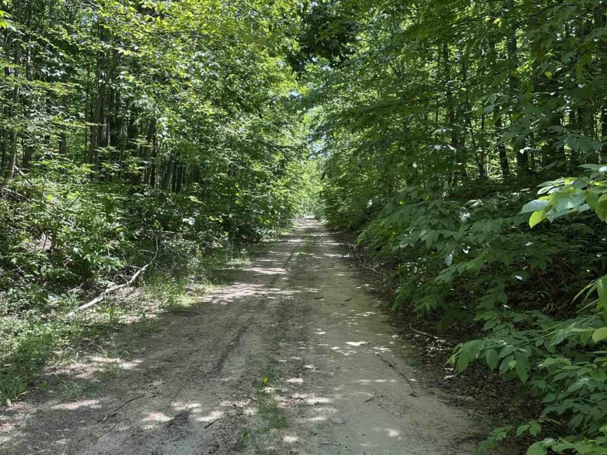 Berry Creek trail photo