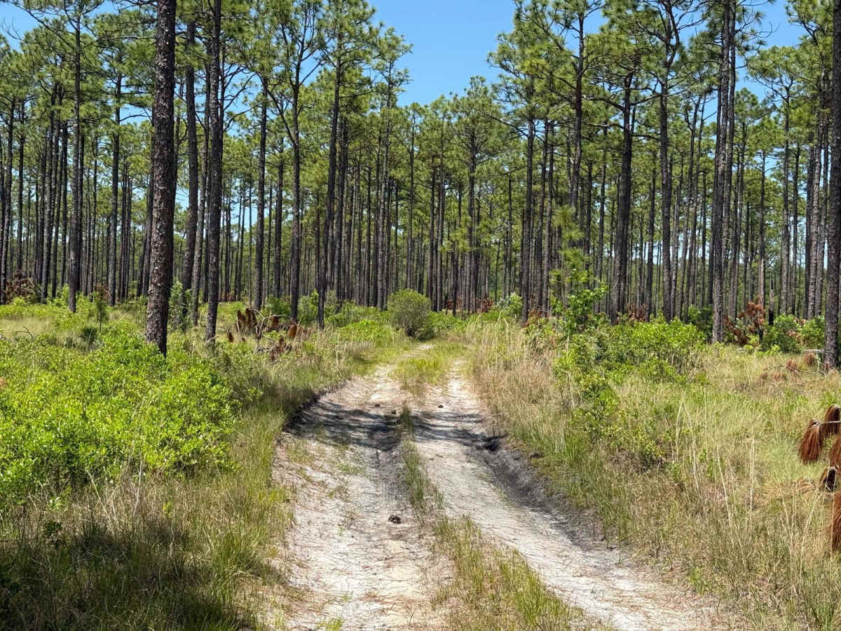Millis Road Spur photo 5
