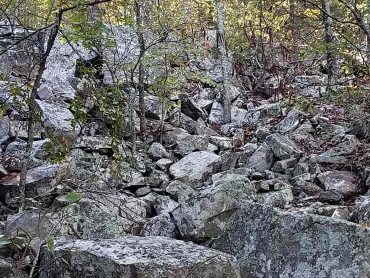 Copperhead photo 6