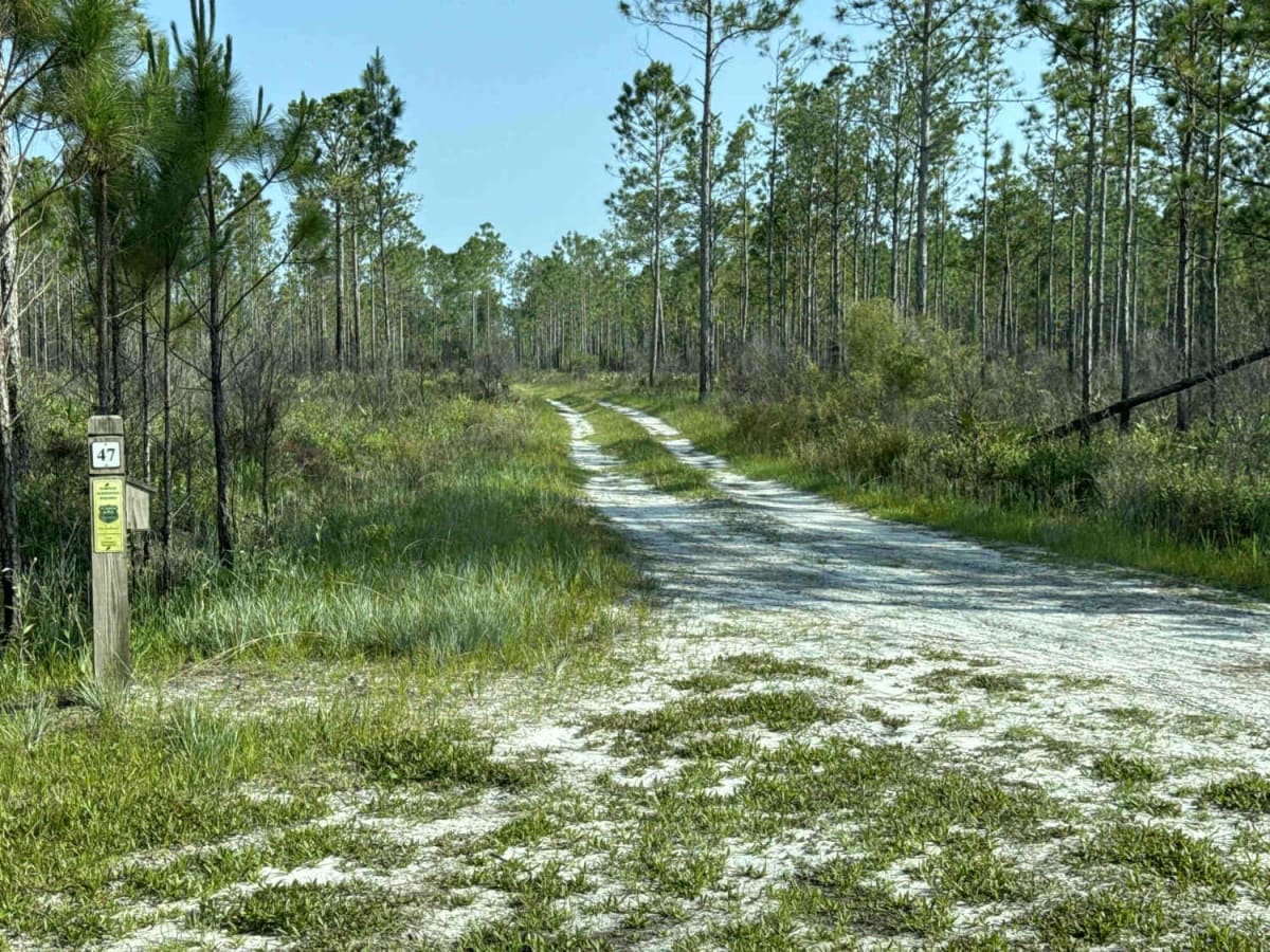 Warren Bluff Road photo 3