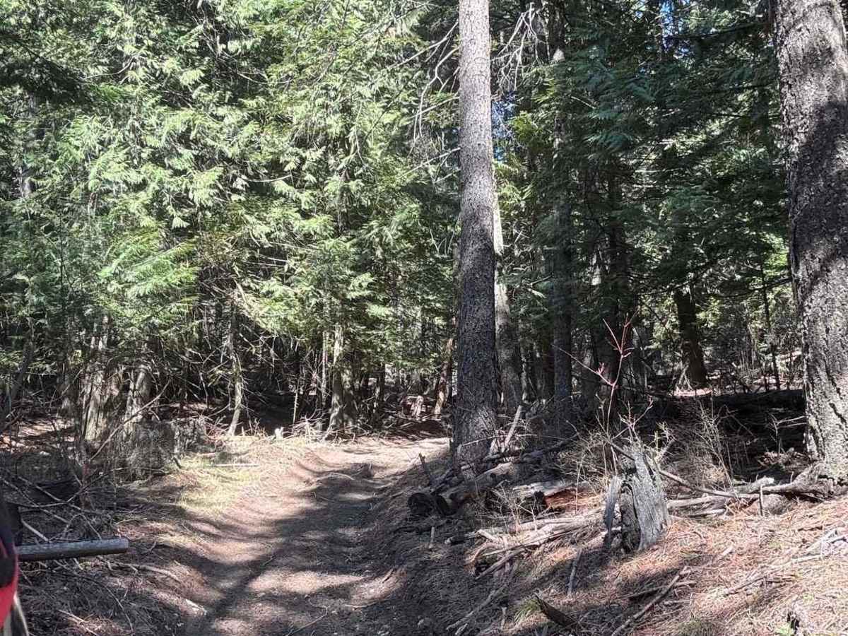 East Fork Gold Creek Trail 763 photo 2